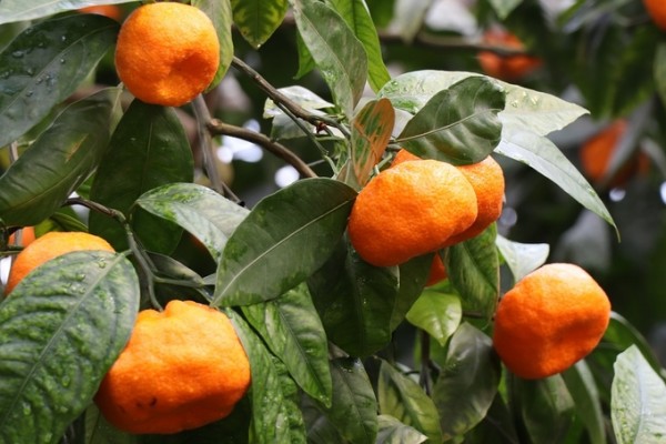 If you make ‘Cuc Tangerine Serum’, you can make it with enough ripening period.