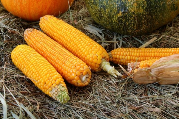 “Corn per second corn” is rich in dietary fiber, which is effective for constipation.